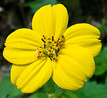 close up of the flower